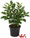 Live Holly Plant, Oak Leaf Holly Plant 6-12" Tall in 4" Pot, Low Maintenance Evergreen Shrub, Live Evergreen Plant for Outdoor Landscape by GINGERGLOW