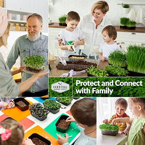 Beet Microgreen Seeds for Sprouting - Survival Garden Seeds (1 Pack) - Image 5