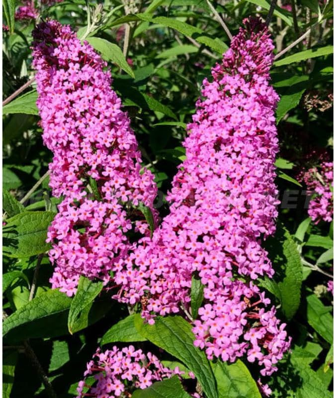 Pink Butterfly Bush Live Plant, 5-10 Inch Tall - Image 2