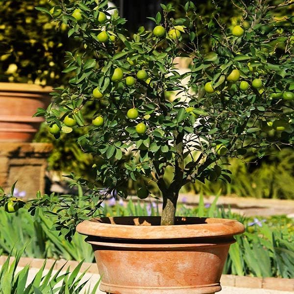 Brighter Blooms Key Lime Tree, 5-6 ft. by BrighterBlooms