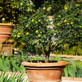 Brighter Blooms Key Lime Tree, 5-6 ft. by BrighterBlooms