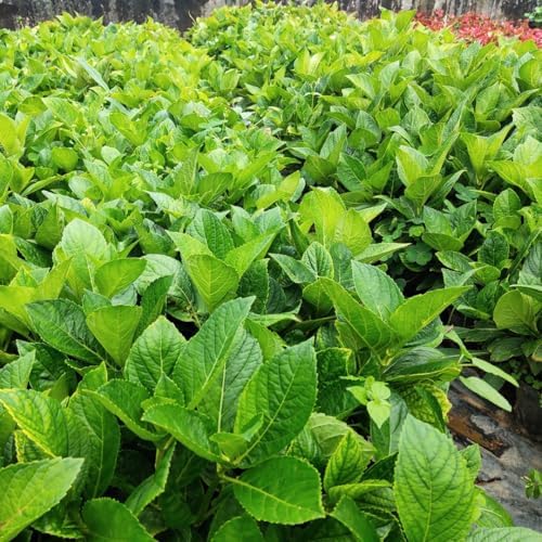 Rare Assorted Random Hydrangea Bush Live Plant, Hardy Shrub, 5-9 Inch Tall - Image 4