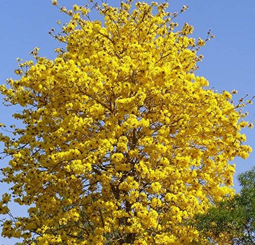 Yellow Tabebuia Trumpet Tree - Live Plant in a 4 Inch Pot - Handroanthus Chrysanthus - Beautiful Flowering Tree - Image 2