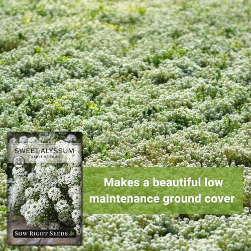Sow Right Seeds - White Carpet of Snow Sweet Alyssum Seed for Planting 3pk - Image 5