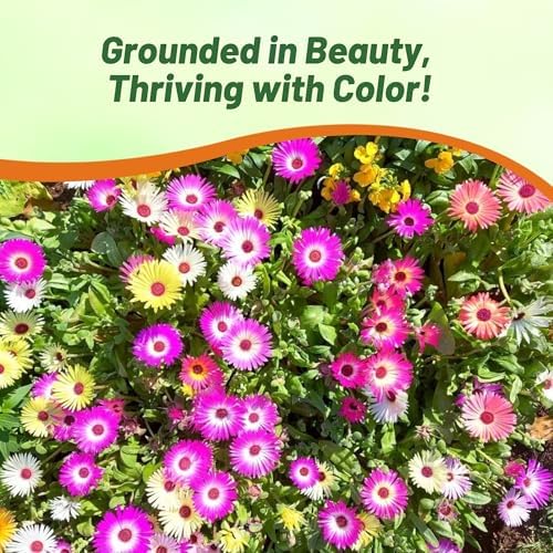Outsidepride Mix Ice Plant Seeds - 5000 Pcs Perennial, Drought Tolerant Ground Cover Seeds for Planting Vibrant Trailing Blooms, Ideal for Sunny Gardens & Xeriscape Landscaping - Image 6