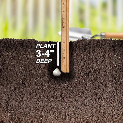 Garden State Bulb Drumsticks Allium Flower Bulbs, 6/+ cm, Fall Planting (Bag of 50) - Image 5