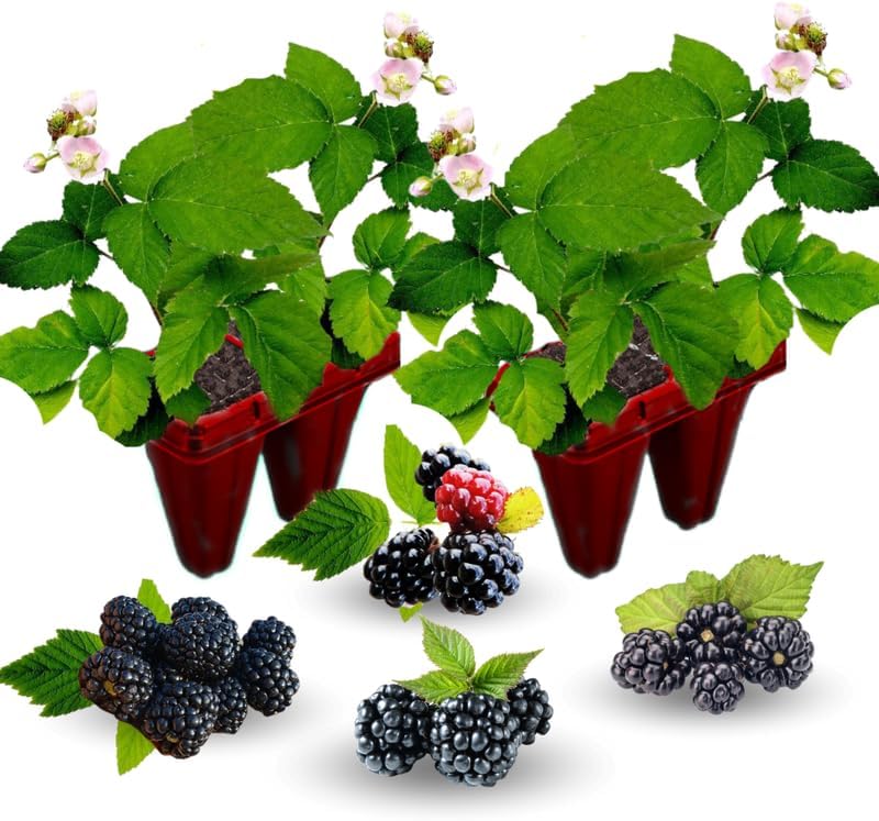 2 Random BlackBerry Plants Live for Planting, High Yielding, Sweet Juicy Berries for Your Garden, 4-6" in Tall, Cold Hardy, Dormant in Winter, No Pot - Image 3