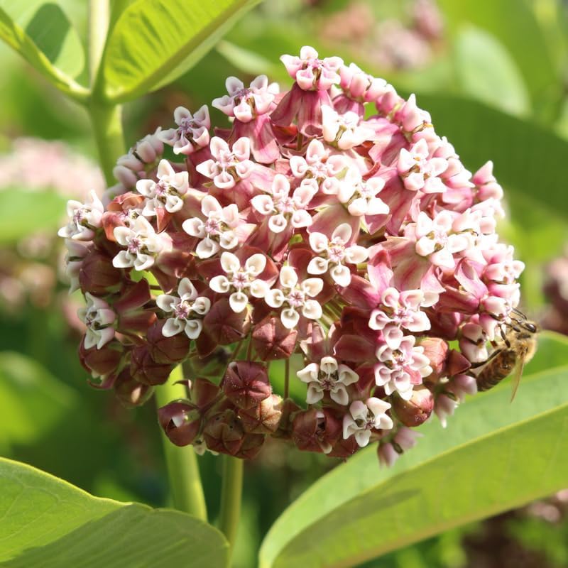 3 Mix Butterfly Milkweed Plants, 4-8" Tall Asclepias Tuberosa Plants - Image 5