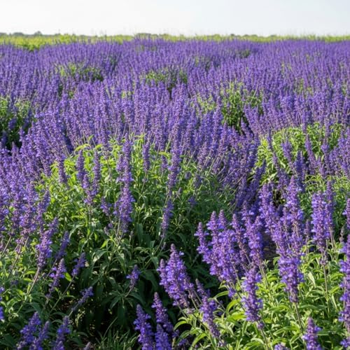 Blue Sage Seeds for Planting, 2000 Salvia Farinacea Wildflower Seeds, Sage Seed for Planting Perennial Gardens, Attract Hummingbirds and Butterflies Naturally - Image 2