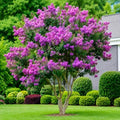 Lavender Muskogee Crape Myrtle Tree - 12-18" Tall - Gallon Pot by Unknown