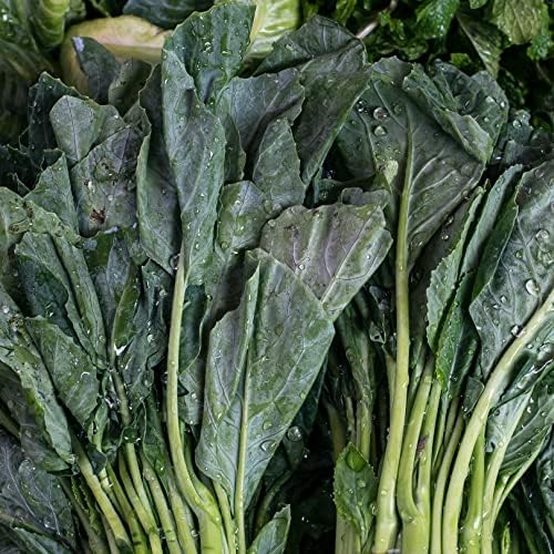 Chinese Broccoli-1000 Seeds,Kai LAN,GAI LAN,Brassica Alboglabra,Open Pollinated - Image 3