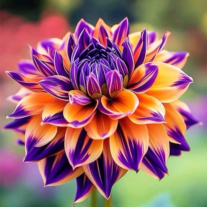 250+ Dwarf Dahlia Seeds, Multi-Color Double Petal, Ornamental Flower, for Container Pot Backyard Patio Balcony Garden - Image 2
