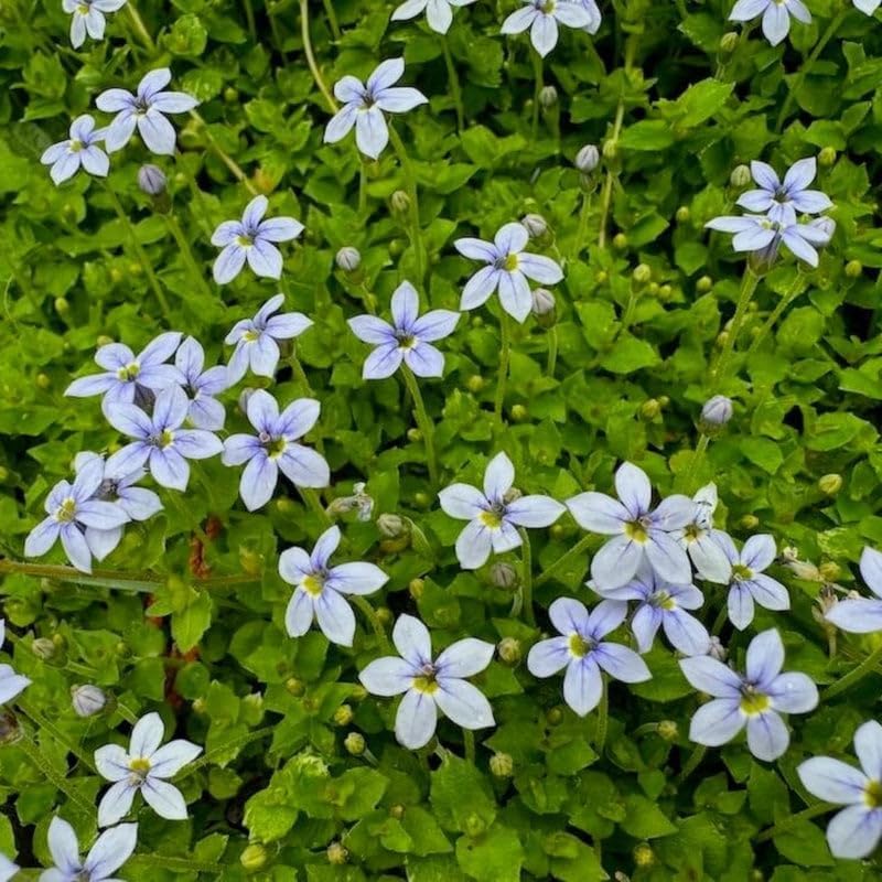 Laurentia Fluviatilis ‘Blue Star Creeper’ – Low-Growing Ground Cover with Soft Blue Flowers, Carpet-Forming Perennial for Pathways & Garden Beds (3.5" Pots/Flats of 18) - Image 2