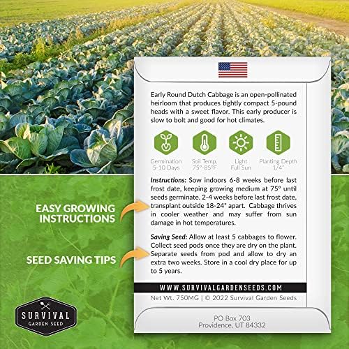 Early Round Dutch Cabbage Seeds - Survival Garden Seeds (1 Pack) - Image 2