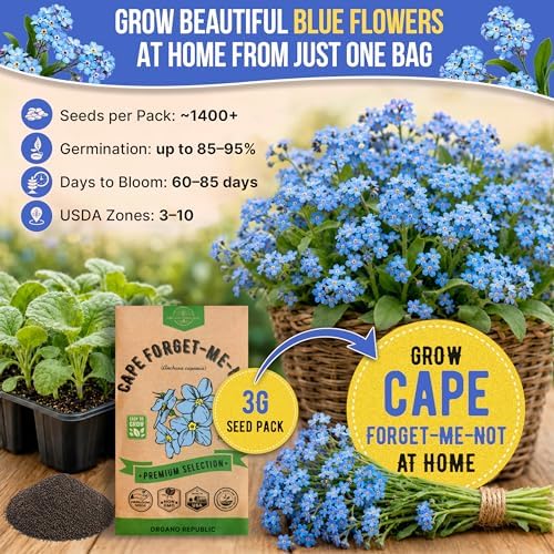 Cape Forget-Me-Not Seeds Pack 3G - Over 1,400 Non-GMO Heirloom Cape Forget-Me-Not Seeds for Planting Flowers in Individual Seed Packet, Flower Seeds for Planting Home Garden Indoor & Outdoor Gardening - Image 4