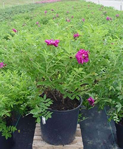 Rosa X Purple Pavement (Rose) Rose, Purple Flowers, #3 - Size Container - Image 3