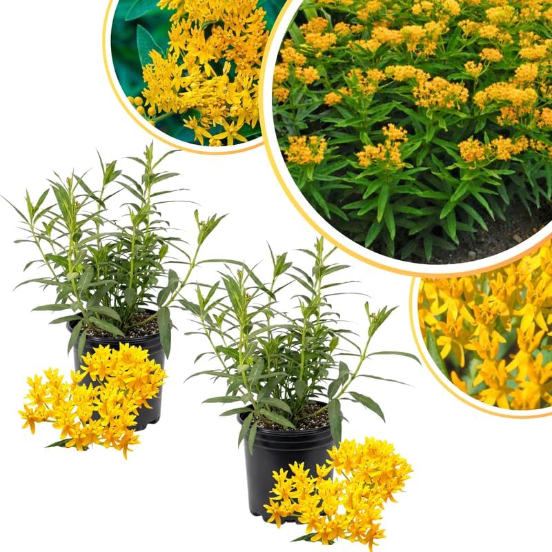 2 Yellow Milkweed Live Plants, Asclepias Tuberosa Perennial, 4-8 Inch Tall - Image 3