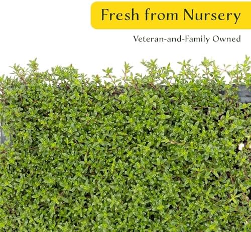 12 Red Creeping Thyme in 2.5" Cubes | Live Fragrant Evergreen Groundcover with Bright Purple-Pink Bloom | Low-Growing Perennial Herb for Containers, Pathways & Landscaping (Thymus praecox ‘Coccineus’) - Image 7