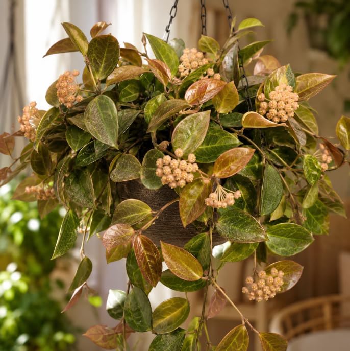 Set 3 Hoya Sunrise Plants Live for Planting, Rare Succulents Plants, Climbing Hoya Vines for Indoor, Outdoor 4 to 6 Inch Tall, No Pot - Image 6