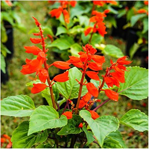 Seed Needs Wildflower Seed Deer Resistant 30,000 2 Ounce Heirloom Bulk Pack - Image 2