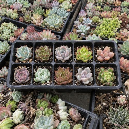 100 Assorted Live Succulent Plants, 1–2 Inch Bare Root Bulk Variety Mix - Image 4