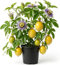 Yellow Passionfruit Vine Plant Live for Planting 4-6 Inch Tall, Sweet Tropical Fruit Plant for Outdoor Garden by Unknown