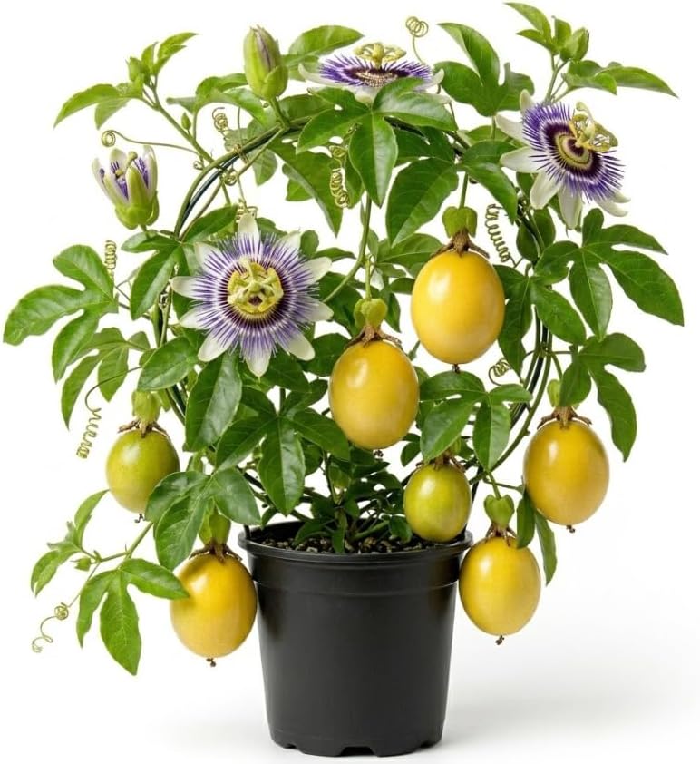 Yellow Passionfruit Vine Plant Live for Planting 4-6 Inch Tall, Sweet Tropical Fruit Plant for Outdoor Garden by Unknown