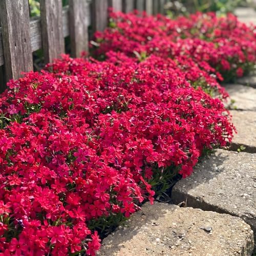 3 Red Creeping Phlox Plants, Perennial Ground Cover 4-6 Inches - Image 4