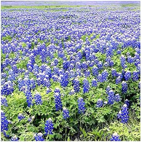 Texas & Oklahoma Wildflower Seeds Mix - Image 5