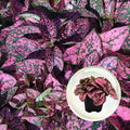 Polka Dot Plant (4-Pack) - Live Houseplants, Small Indoor Plants, Hypoestes Rose - Colorful, Air-Purifying House Plants by FamPlants