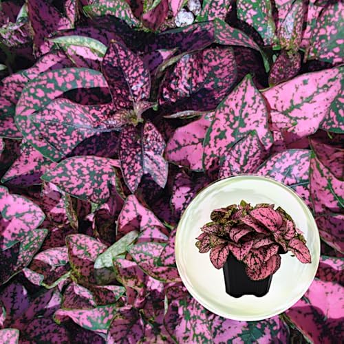 Polka Dot Plant (4-Pack) - Live Houseplants, Small Indoor Plants, Hypoestes Rose - Colorful, Air-Purifying House Plants by FamPlants