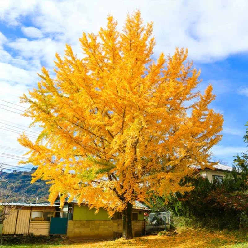 Ginkgo Tree Plant Live, Ornamental Tree, Quart Pot - Image 4