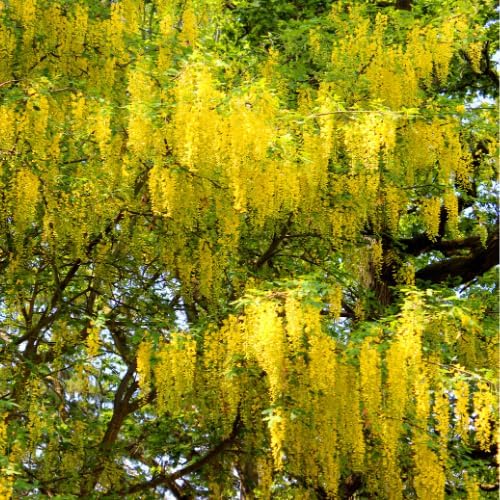 Golden Chain Live Tree, 16-24" Yellow Wisteria Plants - Image 3