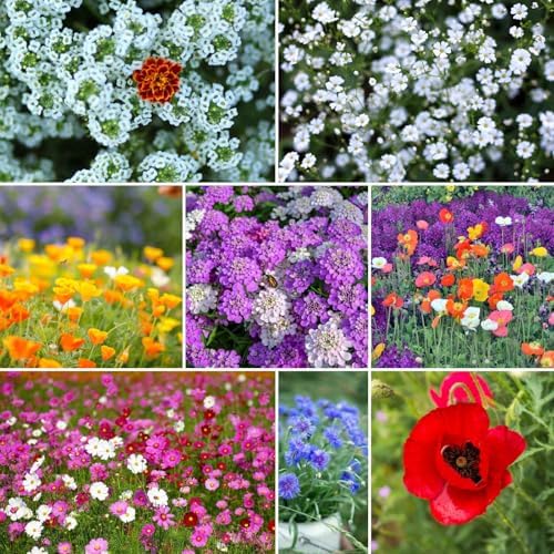 Eden Brothers Rugged Beauty Flower Mixed Seeds for Planting, 5 lb, 2,400,000+ Seeds with Cornflower Tall Blue, Candytuft | Attracts Pollinators, Plant in Spring or Fall, Zones 3, 4, 5, 6, 7, 8, 9, 10 by EdenBrothers