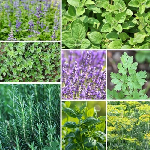 Groundio Herb Seeds, 15 Variety Packs, 5,700+ Non-GMO Heirloom Seeds | Herb Seeds for Planting Indoor, Outdoor & Hydroponic, with Rosemary, Basil, Mint, Lavender, Lemon Balm Seeds - Image 5