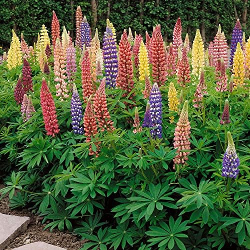 Outsidepride Mixed Russells Lupine Seeds - 1 Lb. Perennial, Self-Sowing, Cold Hardy & Frost Tolerant Wildflower Seeds for Fall Planting, Ideal for Attracting Pollinators & Hummingbirds - Image 7