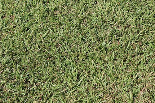 Centipede Grass Seed 5 Pound - Image 5