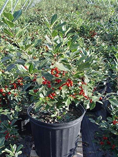 Ilex verticillata 'Red Sprite' (Winterberry) Shrub, XL red fruit, 3 - Size Container - Image 4