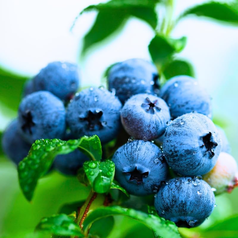 2 Sweet Blueberry Live Plants, Sweet Fruit Seedling, 5-12 Inch Tall - Image 4