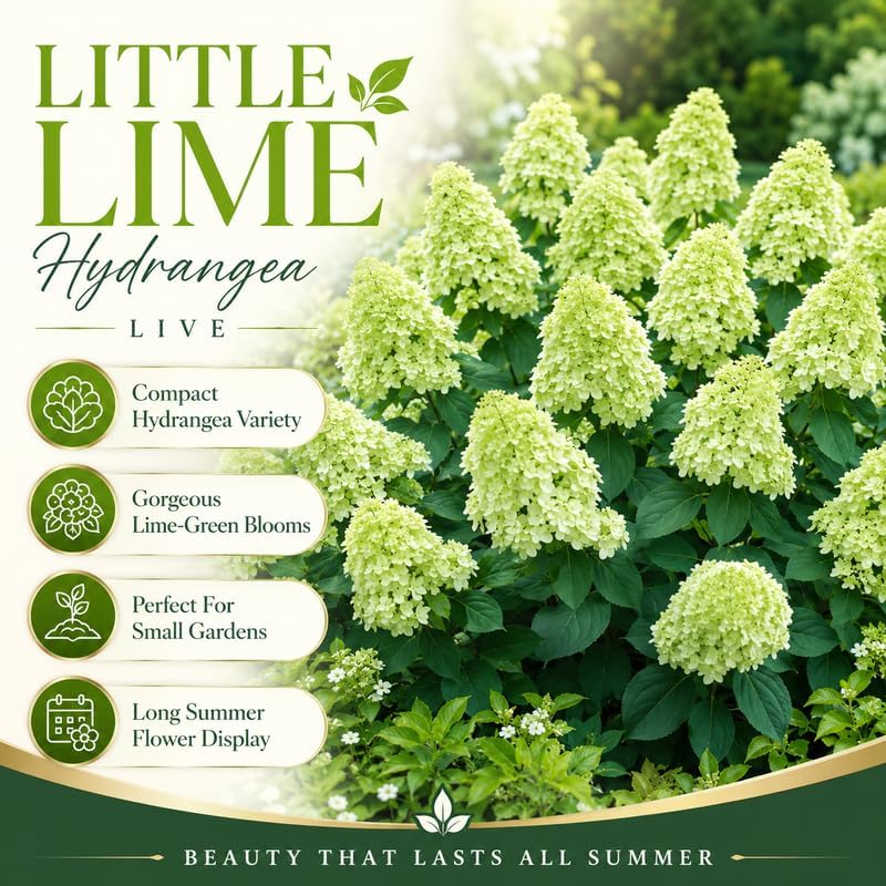 Little Lime Hydrangeas Live Plants for Planting, 6-10" Tall in a Quart Pot, Hydrangea Plant Live, Low Maintenance, Cold Hardy Perennial Flowering Shrub for Garden Beds & Outdoor Landscaping - Image 3