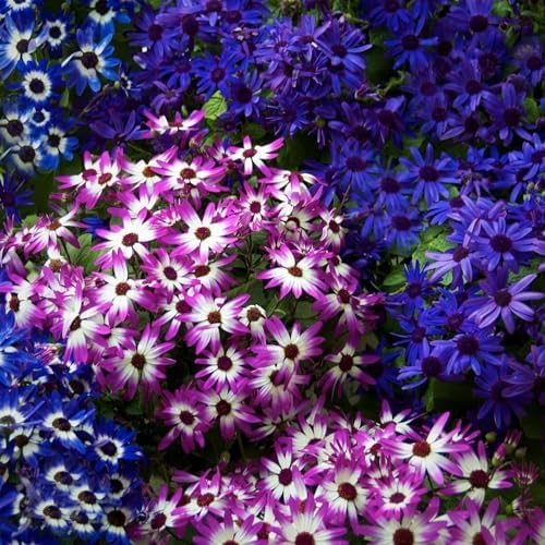 1100+ Cineraria Flower Seeds for Planting - Captivating Garden Blooms Non GMO Heirloom Garden, Indoor Pots and Shade Gardens - Image 4