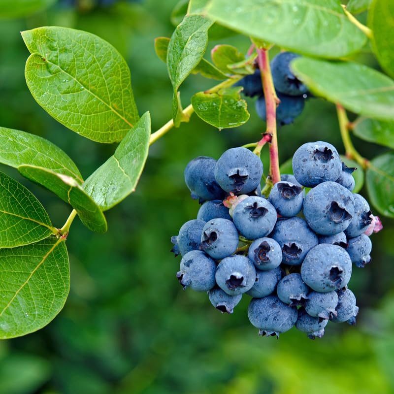 2 Legacy Blueberry Live Plants, Home Garden Fruit Bush - Image 6