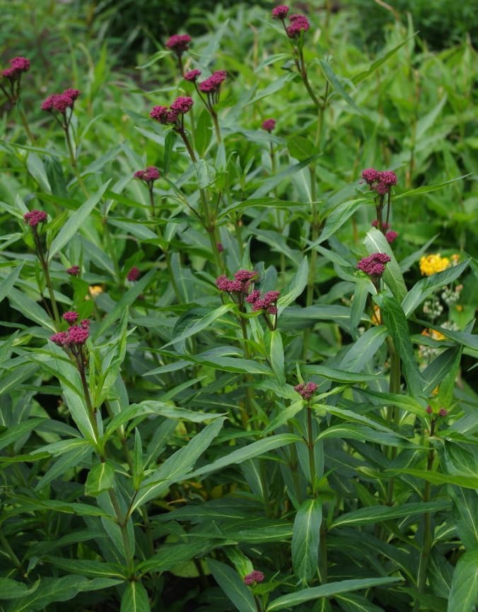 Set 2 Pink Swamp Milkweed Plants Live Rose Asclepias Flower Plants Perennial Milkweed Flowers Bushes 4-6 Inch Tall - Image 6
