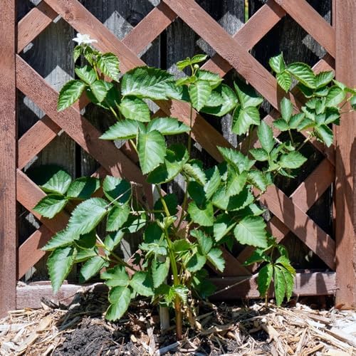 PERFECT PLANTS PrimeArk Freedom BlackBerry Bush 1 Gallon | Live Thornless Fruit for Outdoor Planting | Large Fruits for Home Gardens | Dark Purple Berries Emerge During Early Summer - Image 4