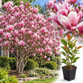 Jane Magnolia Live Plant, Ornamental Tree, 6-12 Inch Tall, 2.5 Inch Pot by Unknown