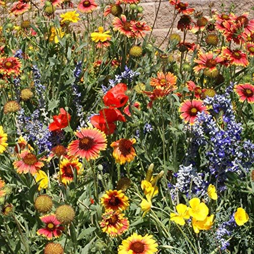 Outsidepride Dryland Wildflower Seed Mix - 5 lbs. Colorful Blend of Drought Tolerant, Annual and Perennial Wildflower Seeds for Attracting Pollinators in Arid States & Xeriscapes - Image 5
