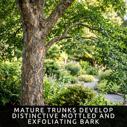 30 Chinese Elm Tree Seeds | Ulmus Parvifolia Bonsai Seeds for Planting - Image 3