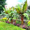 Red Abyssinian Banana (Ensete Maurelii) 5-9" Live Plant - Giant Red Leaf Ornamental Tree - Fast Growing Tropical Focal Point - Huge Container Accent by Unknown