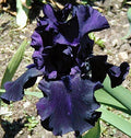 Sapphire, Before The Storm, Reblooming Tall Bearded Iris Rhizome, Root, Plant by Unknown