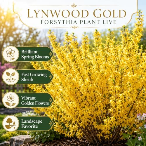 2 Forsythia Plant Live, 4 Inch Pot Lynwood Gold Forsythia Bush, Hardy, Low Maintenance, Bell Yellow Flowering Shrub, Ideal for Garden Décor & Outdoor Spaces - Image 4